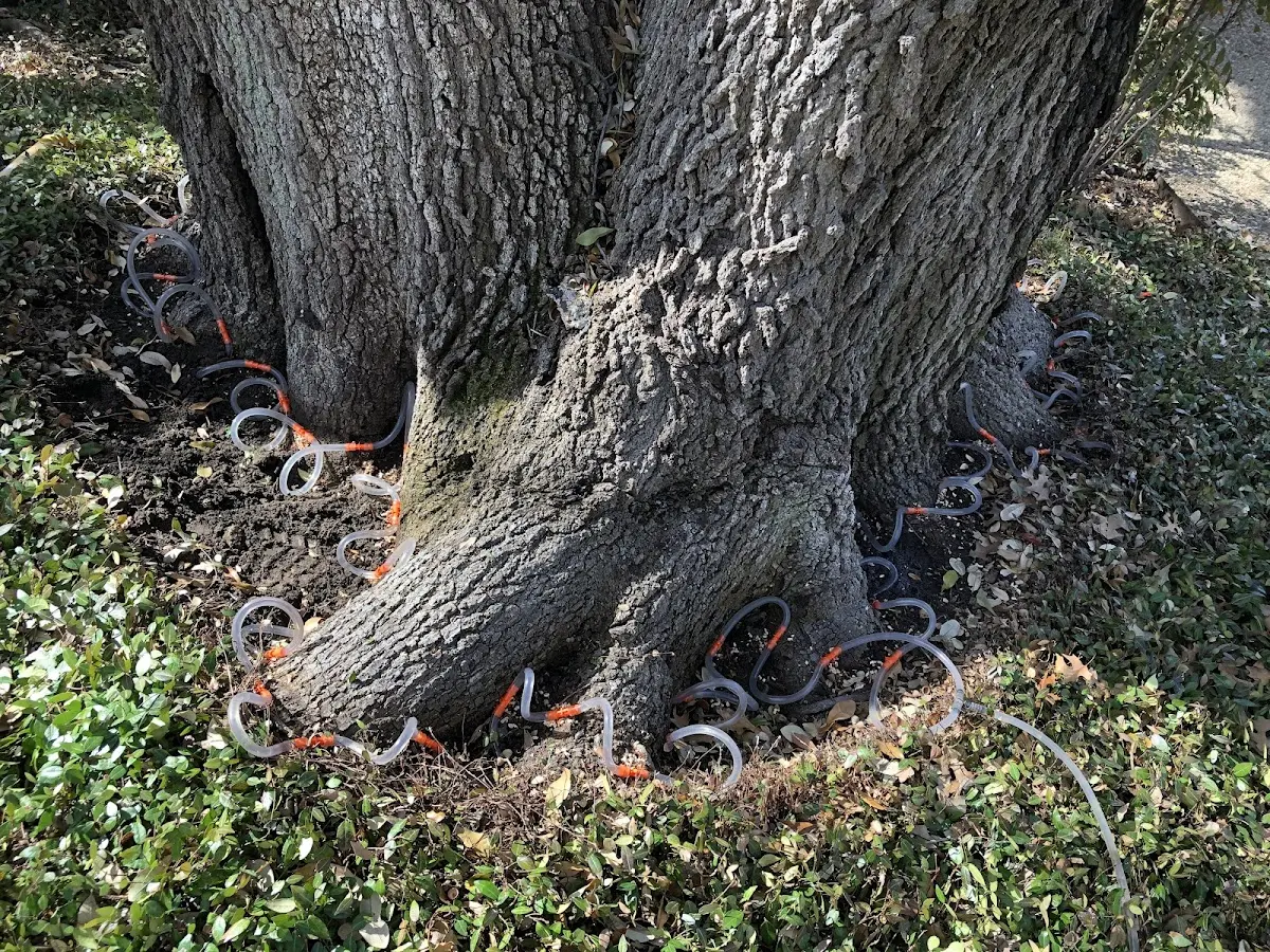 Detailed Shrub and Hedge Trimming job site in La Marque