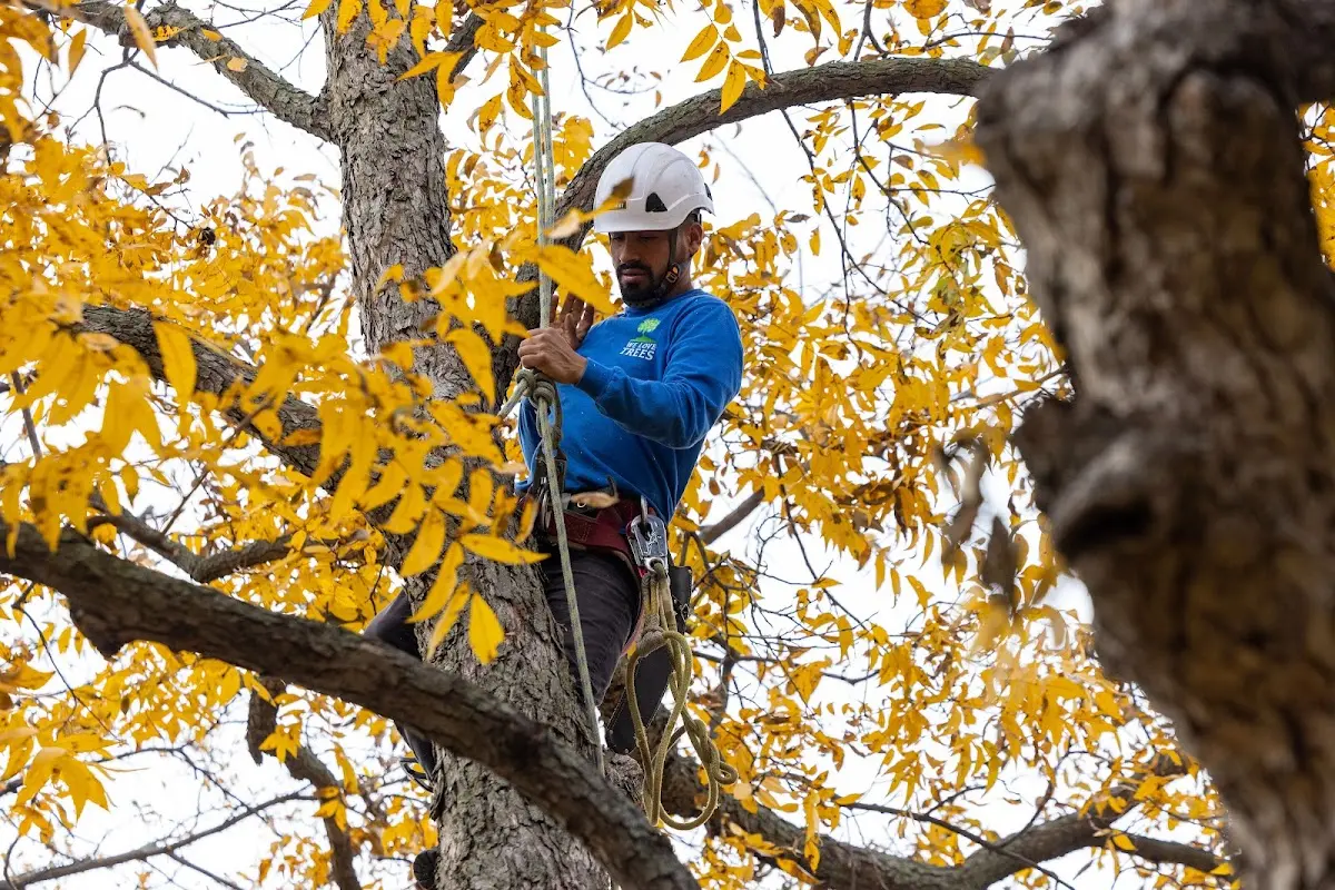 Skilled Tree Planting crew working in La Marque